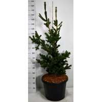 Picea pungens'Lucky Strike' 