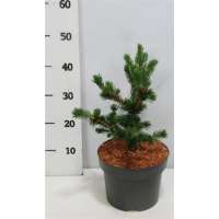 Picea pungens'Lucky Strike' 