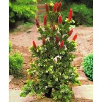 Picea abies'Lucky Strike' 