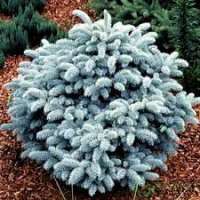 Picea pungens'Karpaten' 