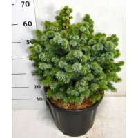 Picea sitchensis'Tenas' 