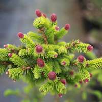 Picea abies'Wild Strawberry' 