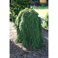 Picea abies'Inversa' 