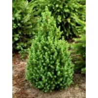 Picea glauca'Conica' 