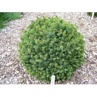 Picea sitchensis'Nana' 