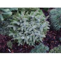 Picea sitchensis'Tenas' 