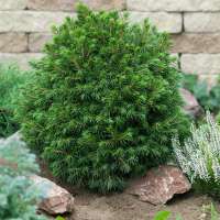 Picea abies'Tompa' 