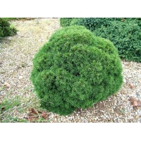 Picea abies'Echiniformis' 