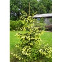 Picea orientalis'Summergold' 