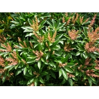 Pieris japonica'Debutante' 