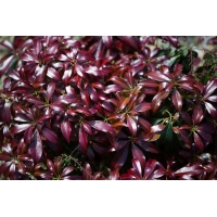 Pieris japonica'Katsura' 