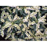 Pieris japonica'Little Heath' 
