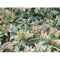 Pieris japonica'Variegata' 