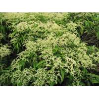 Pileostegia viburnoides 