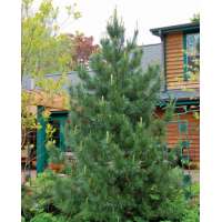 Pinus cembra'Glauca' 