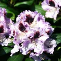 Rhododendron'Pinguin' 