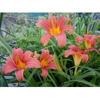 Hemerocallis'Pink Damask'
