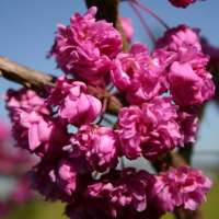 Cercis canadensis'Pink Pompon' 