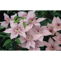 Clematis'Pink Fantasy' 