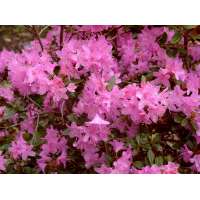 Rhododendron'Pintail' 