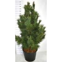 Pinus cembra'Glauca' 