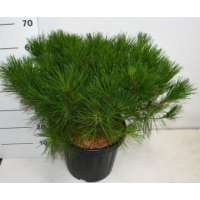 Pinus densiflora'Alice Verkade' 