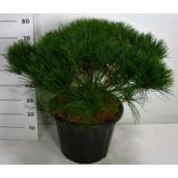 Pinus densiflora'Alice Verkade' 