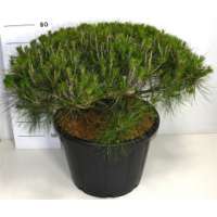 Pinus densiflora'Alice Verkade' 