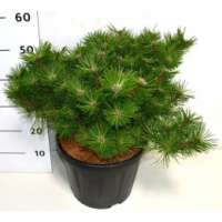 Pinus densiflora'Jane Kluis' 
