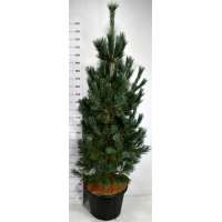 Pinus flexilis'Vanderwolf's Pyramid' 