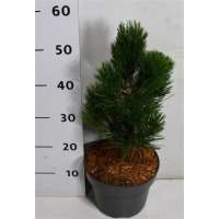 Pinus heldreichii'Compact Gem' 