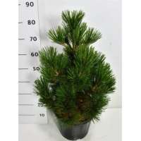Pinus heldreichii'Malinkii' 