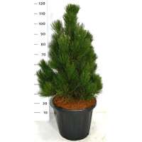 Pinus heldreichii'Little Dracula' 