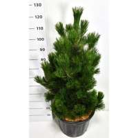Pinus heldreichii'Little Dracula' 