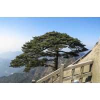 Pinus hwangshanensis 