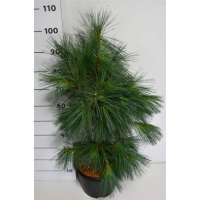 Pinus monticola'Ammerland' 