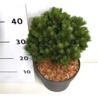 Pinus mugo'Allgräu' 