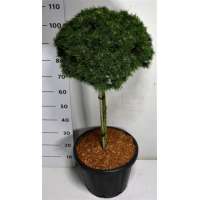 Pinus mugo'Austreim' 