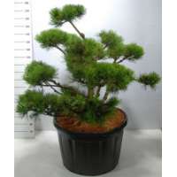 Pinus mugo 