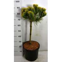 Pinus mugo'Carsten' 