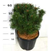 Pinus mugo'Columbo' 