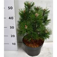 Pinus mugo'Columbo' 