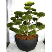 Pinus mugo'Gnom' 