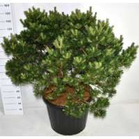 Pinus mugo'Gnom' 