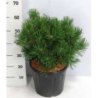 Pinus mugo'Gnom' 