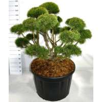 Pinus mugo'Gnom' 