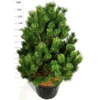 Pinus mugo'Gnom' 