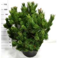 Pinus mugo'Gnom' 