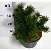 Pinus mugo'Gnom' 