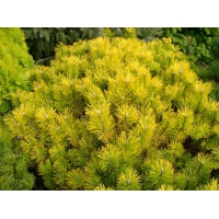 Pinus mugo'Golden Glow' 